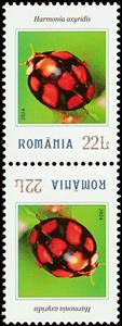 Tete-Beche, Harmonia axyridis, Romania,  , Animals (Fauna), Beetles, Insects