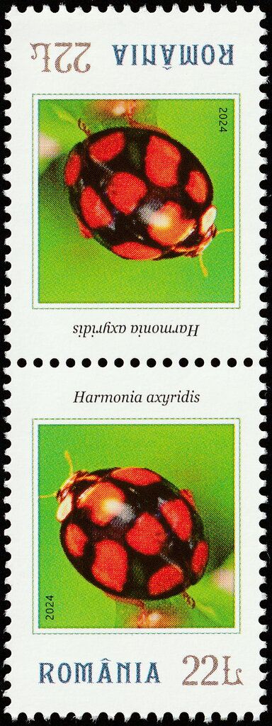 Harmonia axyridis