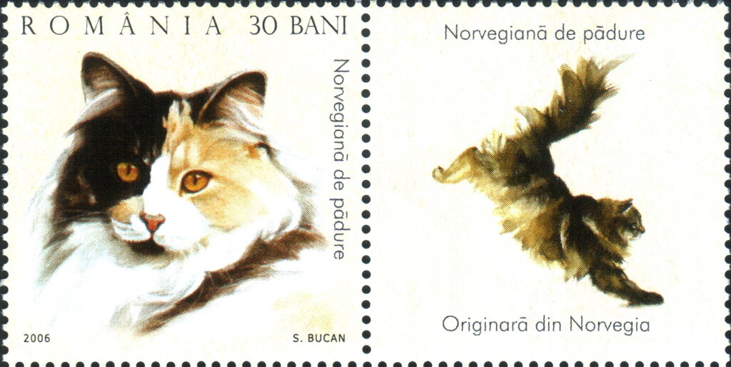 Norwegian Forest Cat (Felis silvestris catus)