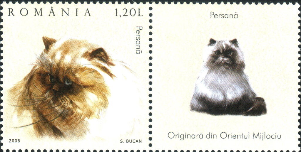 Persian Cat (Felis silvestris catus)