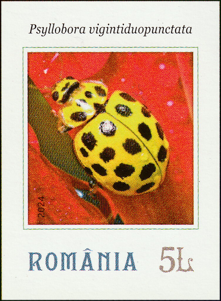 Psyllobora vigintiduopunctata