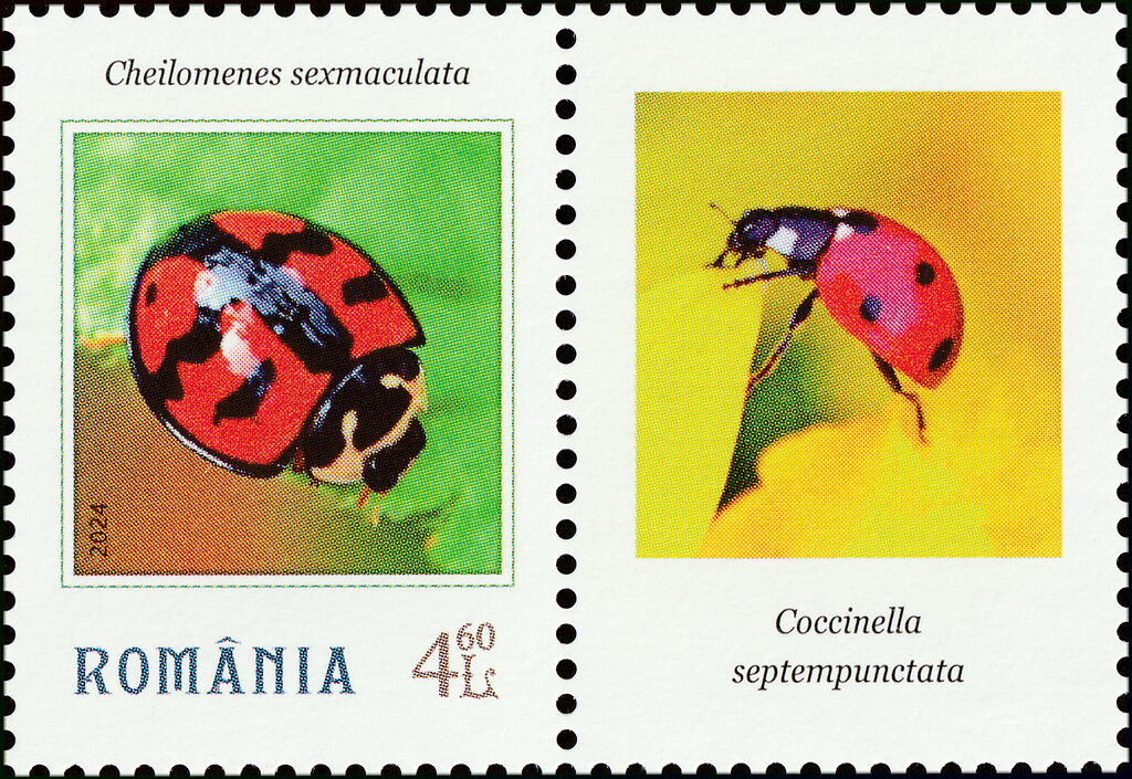 Psyllobora vigintiduopunctata