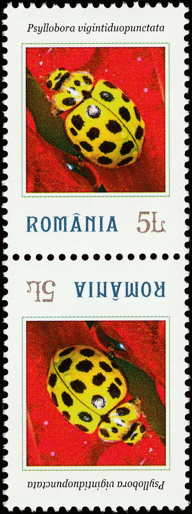Psyllobora vigintiduopunctata