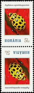 Tete-Beche, Psyllobora vigintiduopunctata, Romania,  , Animals (Fauna), Beetles, Insects