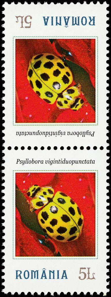Psyllobora vigintiduopunctata