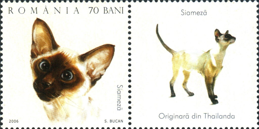 Siamese Cat (Felis silvestris catus)