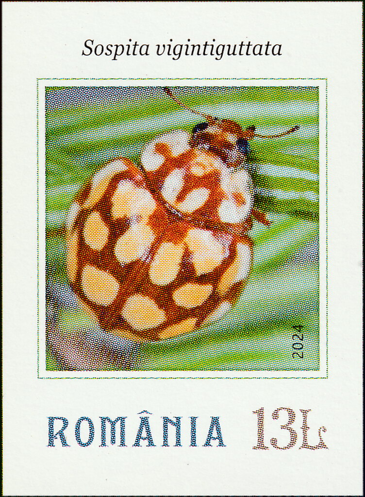 Sospita vigintiguttata