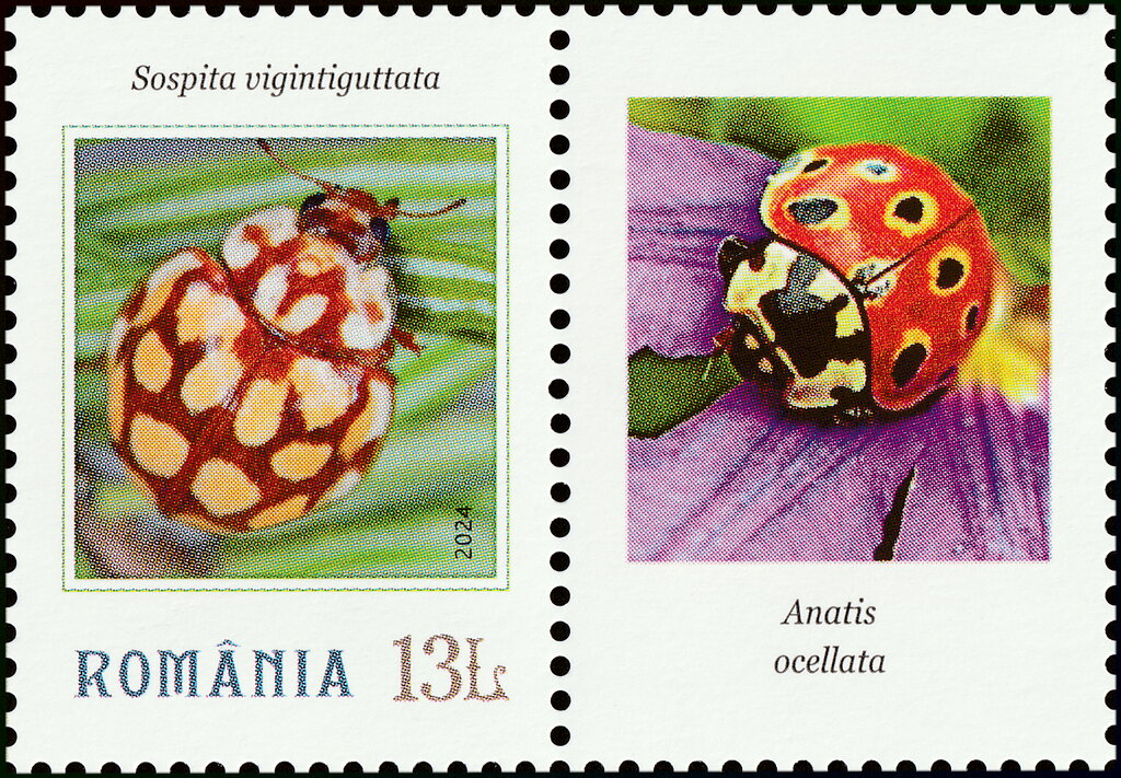Sospita vigintiguttata