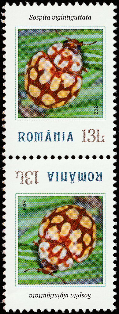 Sospita vigintiguttata