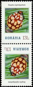 Tete-Beche, Sospita vigintiguttata, Romania,  , Animals (Fauna), Beetles, Insects