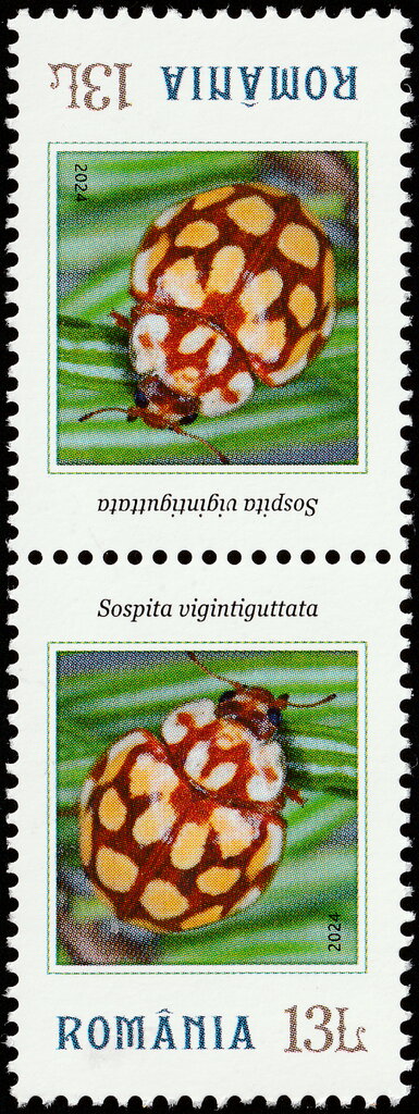 Sospita vigintiguttata