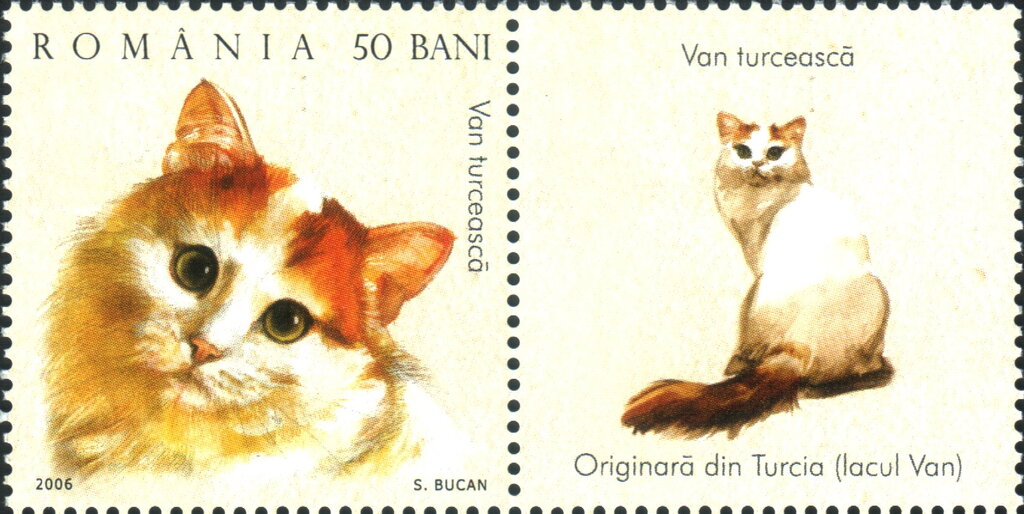 Turkish Van (Felis silvestris catus)