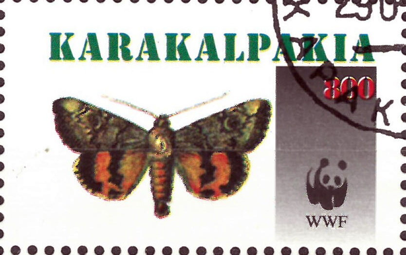 Butterflies WWF