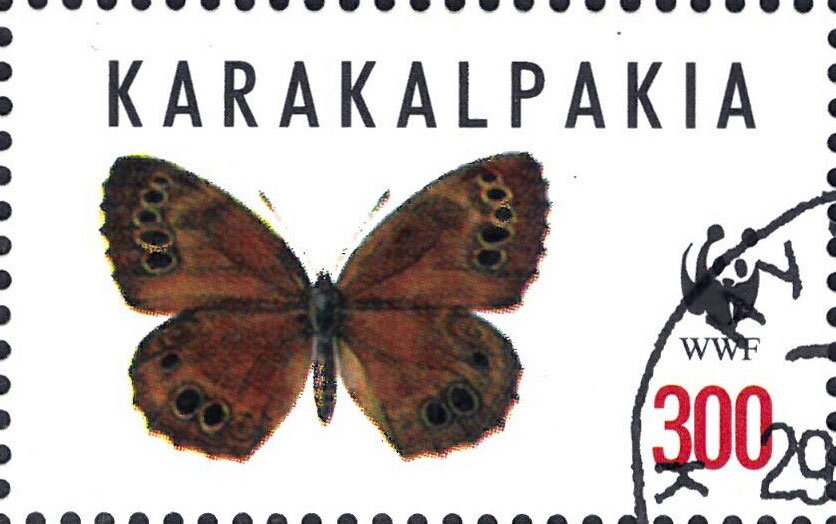 Butterflies WWF
