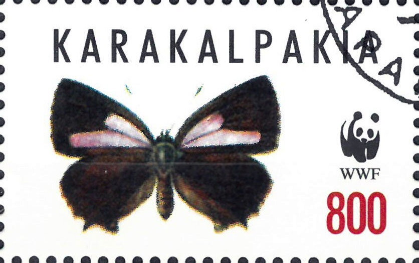 Butterflies WWF