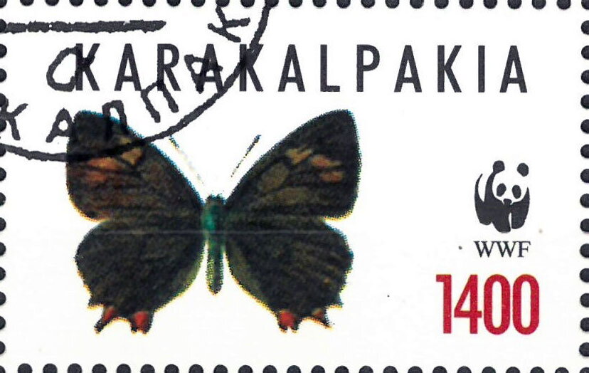 Butterflies WWF