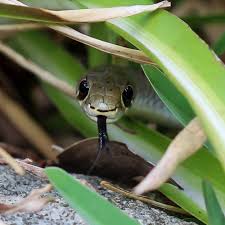 Snakes
