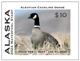 Aleutian cackling goose (Branta hutchinsii leucopareia)