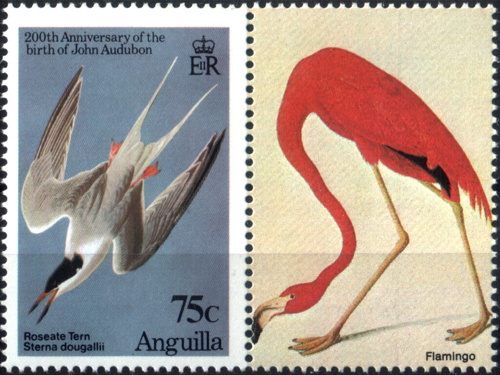 Roseate Tern (Sterna dougallii)