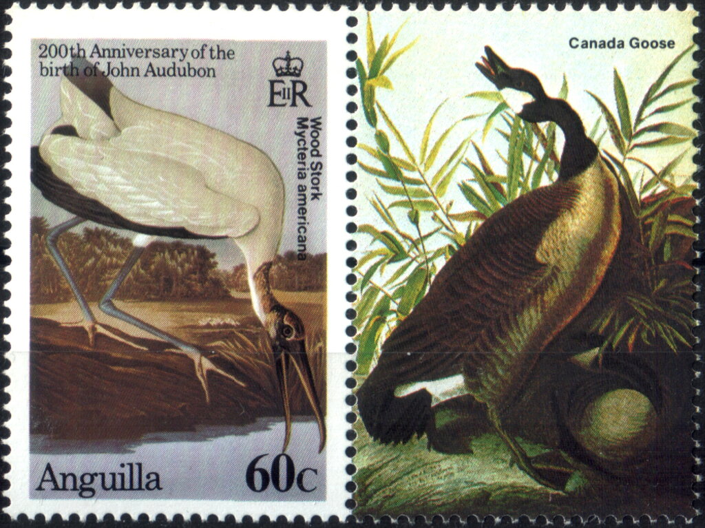 Wood Stork (Mycteria americana)