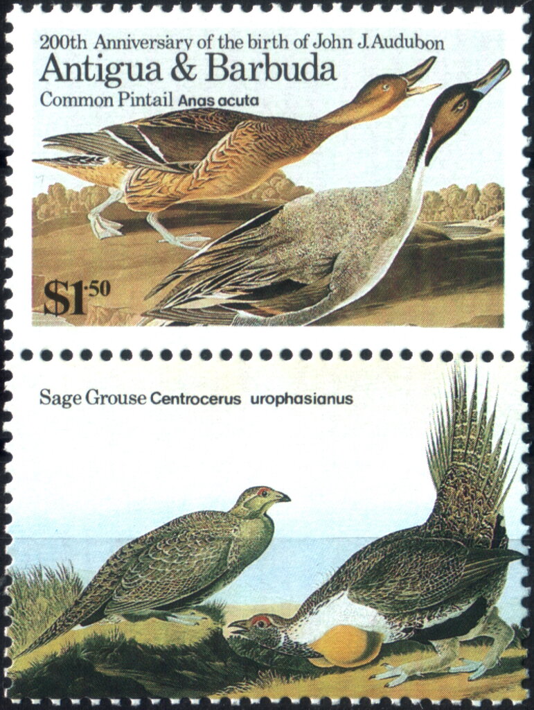 Common Pintail and Sage Grouse
