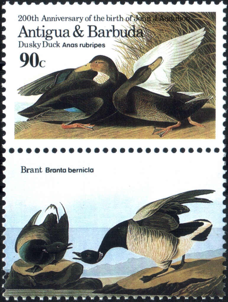 Dusky Duck and Brant