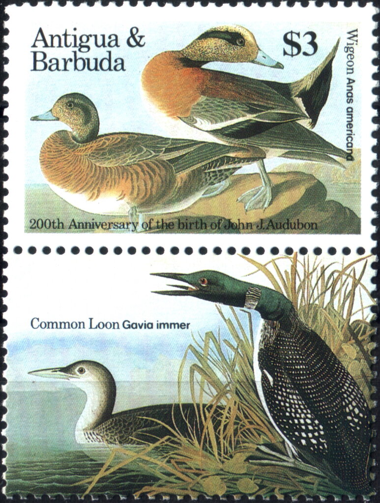Wigeon and Common Loon