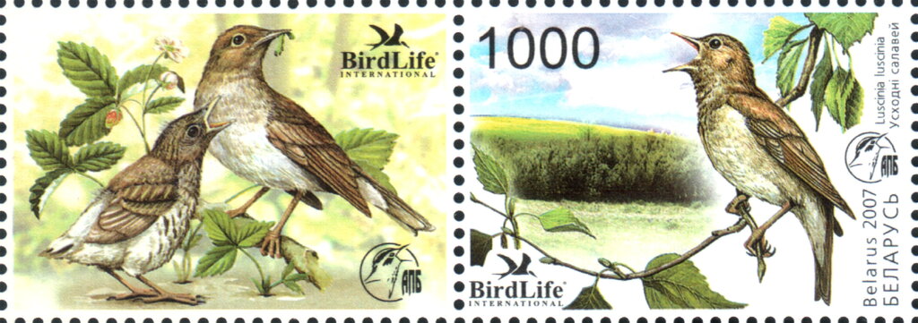 Thrush Nightingale (Luscinia luscinia)