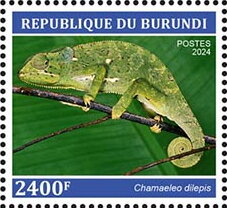 Chamaeleo dilepsis