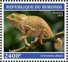 Chamaeleo dilepsis