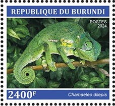 Chamaeleo dilepsis