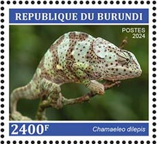 Chamaeleo dilepsis