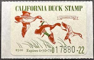 Stamp, Cinnamon Teal (Anas cyanoptera), California (CA),  , Animals (Fauna), Birds, Ducks, Hunting
