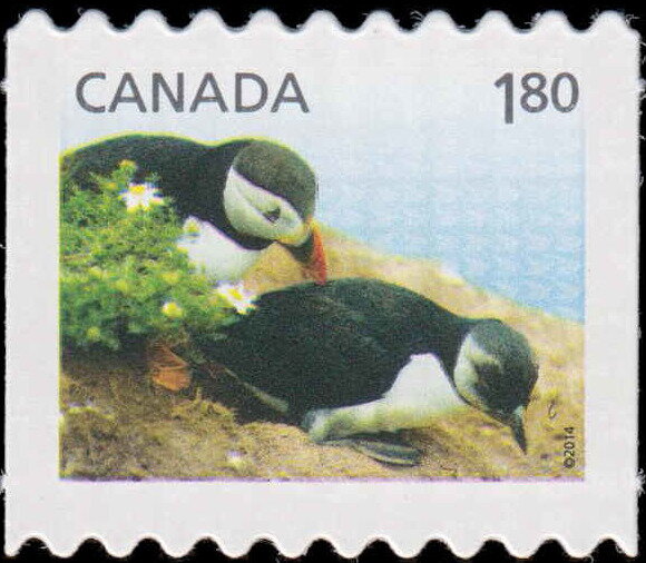 Atlantic Puffin (Fratercula arctica)