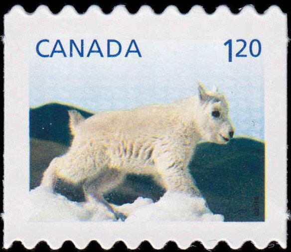 Mountain Goat (Oreamnos americanus)