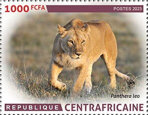 Lions (Panthera leo)