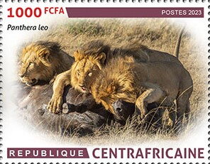 Lions (Panthera leo)