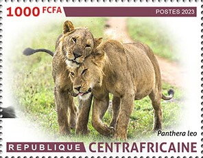 Lions (Panthera leo)