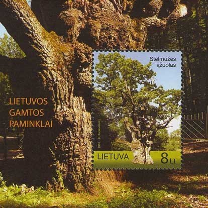 The Oak of Stelmuze