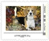 Our Fatihful Compagnons. Autumn. Beagle