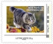 Our Fatihful Compagnons. Autumn. Maine Coon Cat