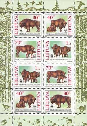 European Bison (Bison bonasus)