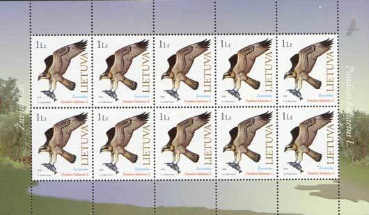 Osprey (Pandion haliaetus)