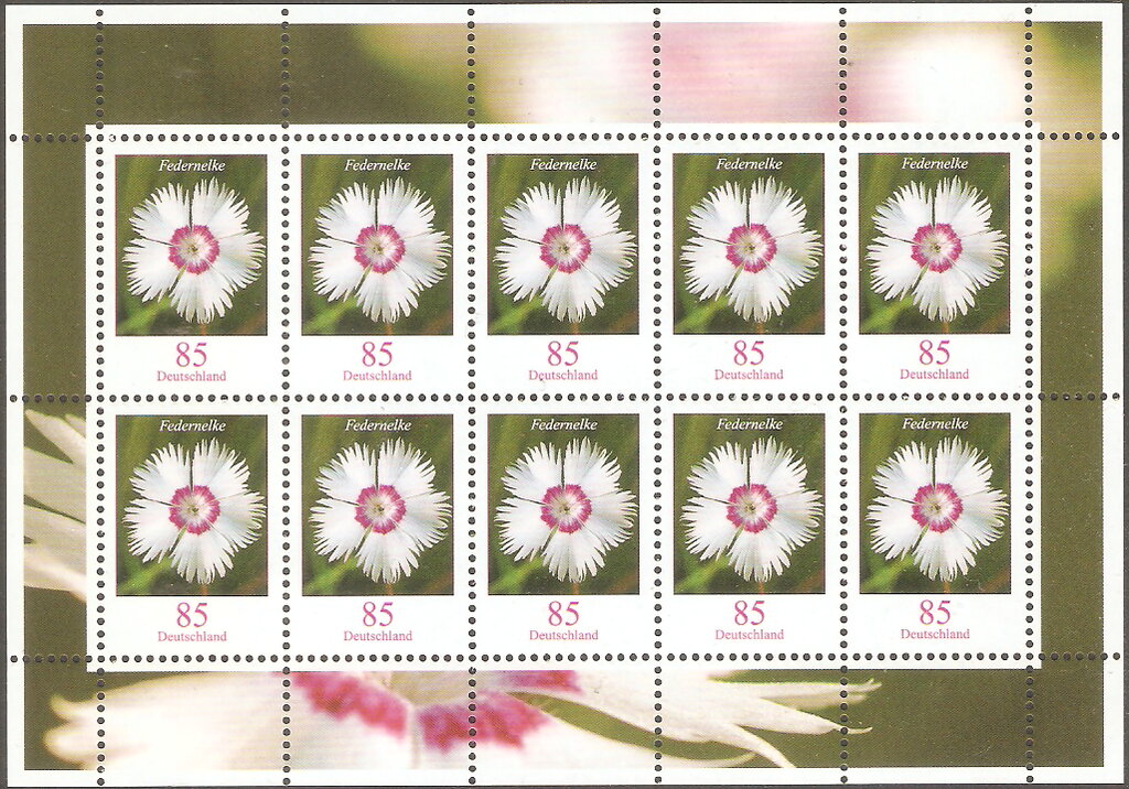 Common Pink (Dianthus plumarius)