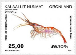 Northern Prawn (Pandalus borealis)