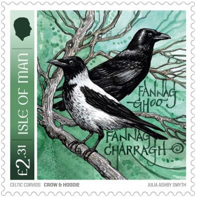 Crow & Hoodie (Corvus sp.)