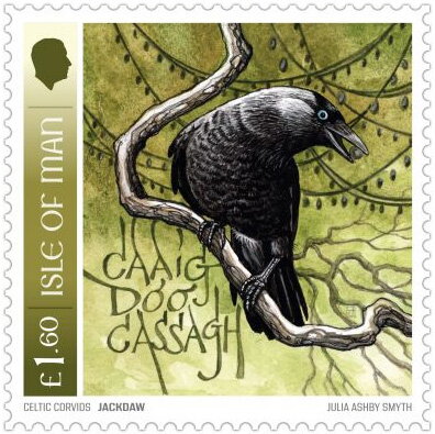 Jackdaw (Coloeus sp.)