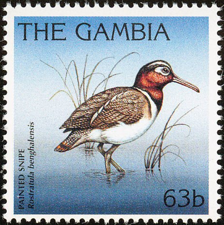 Greater Painted-snipe Rostratula benghalensis)