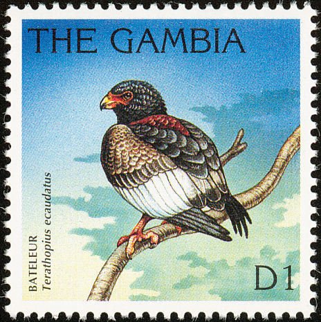 Bateleur Eagle (Terathopius ecaudatus)