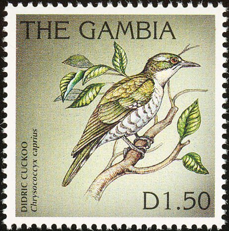 Diederic Cuckoo (Chrysococcyx caprius)